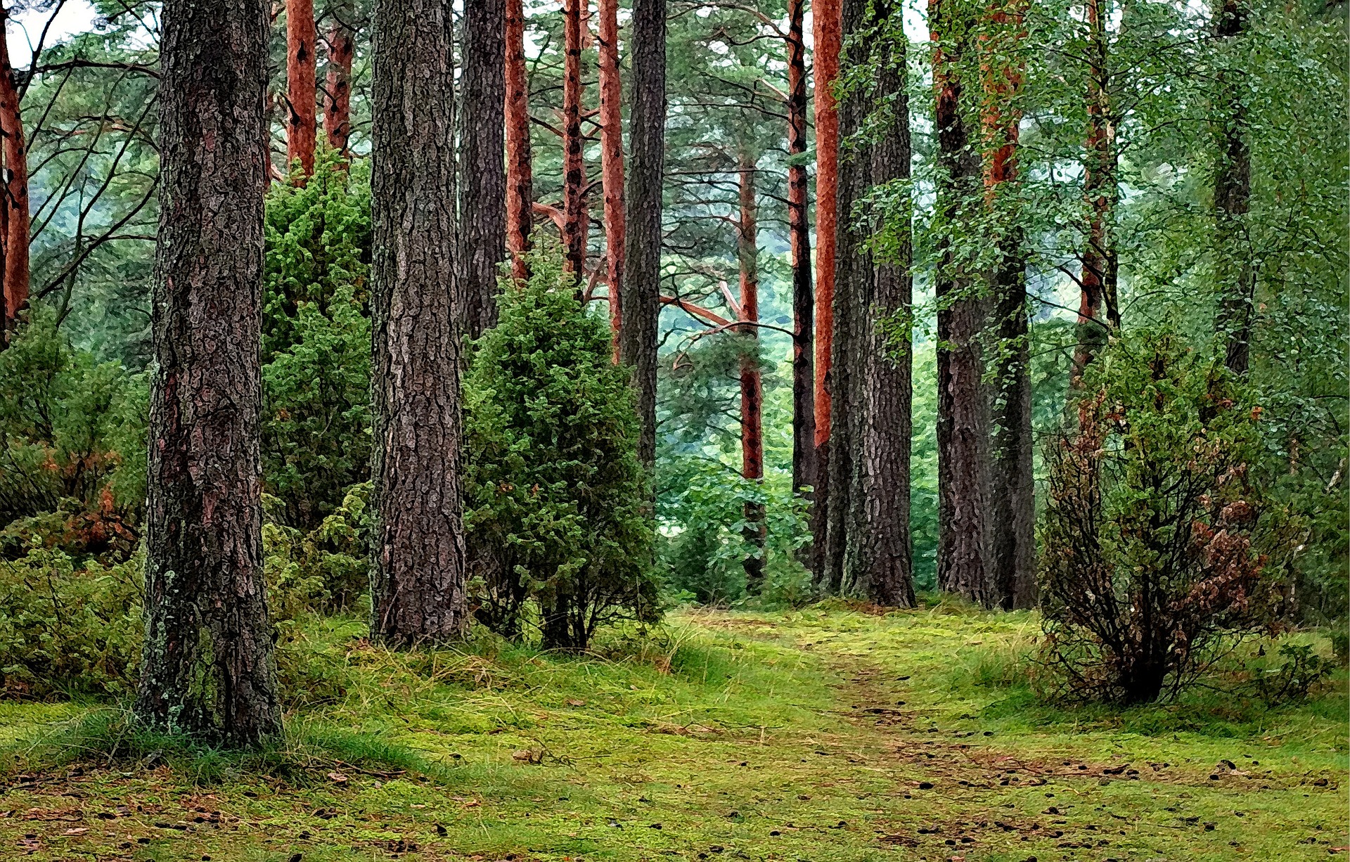 Forêt